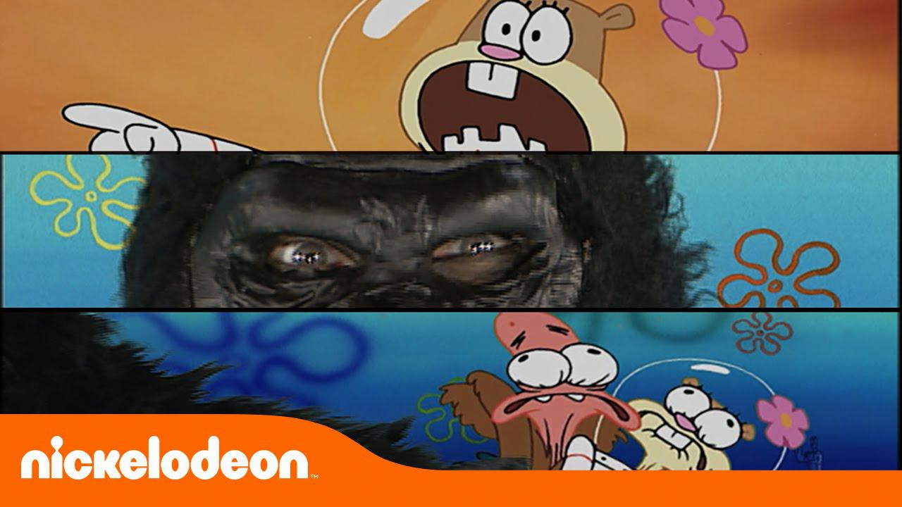 14 Facts About The Spongebob Gorilla H.O.M.E.