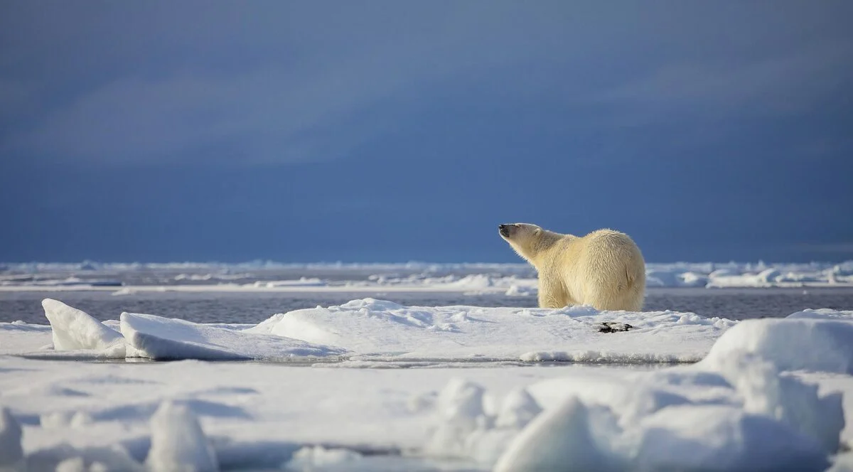 Do Polar Bears Live In Antarctica?