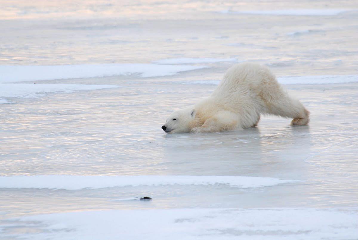 do polar bears live in antarctica