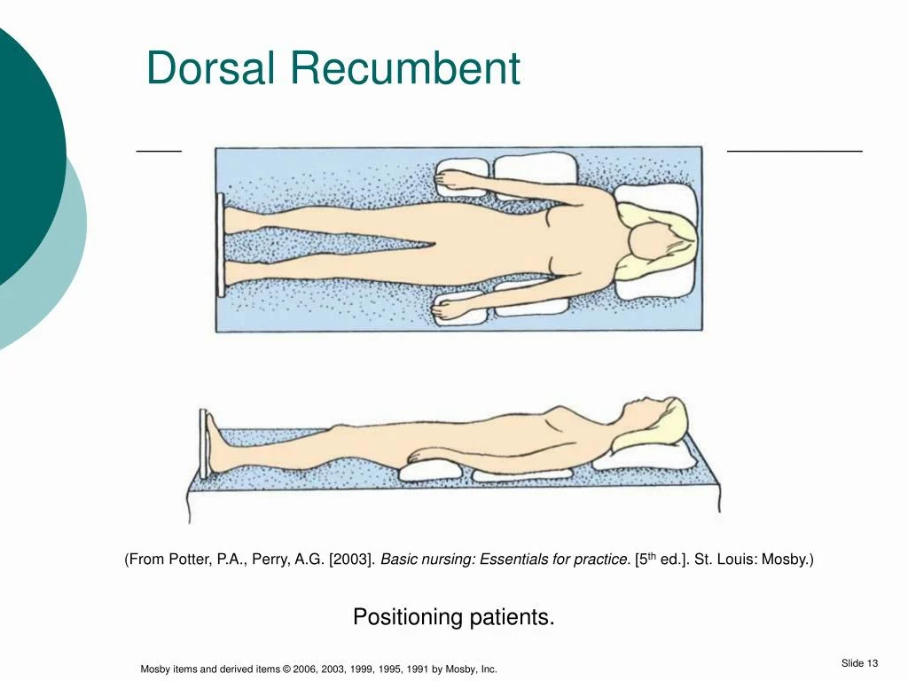 dorsal recumbent