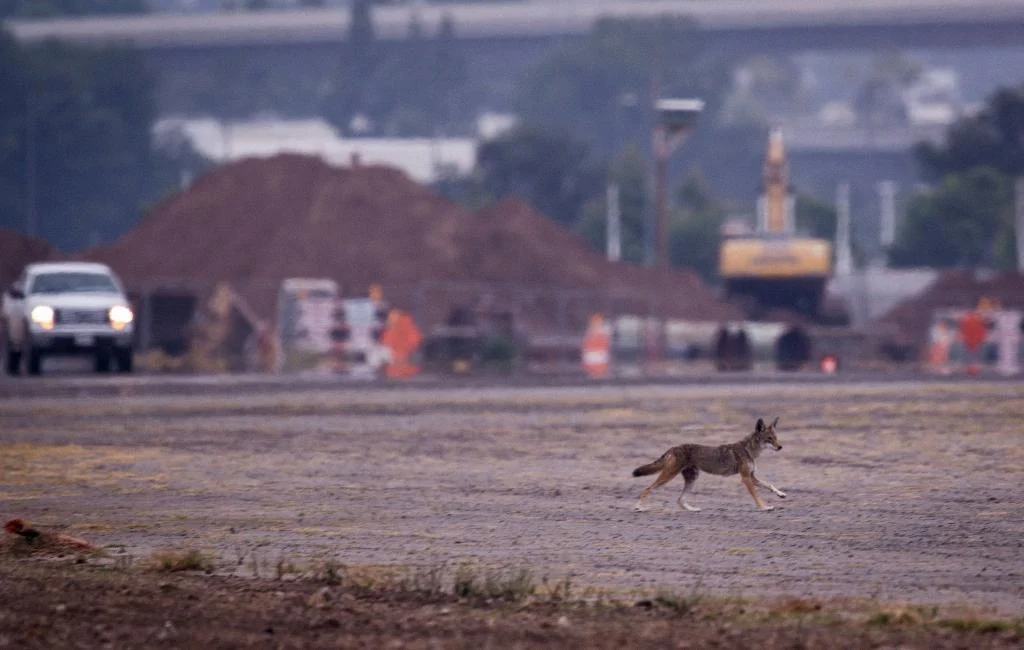 does dog poop attract coyotes