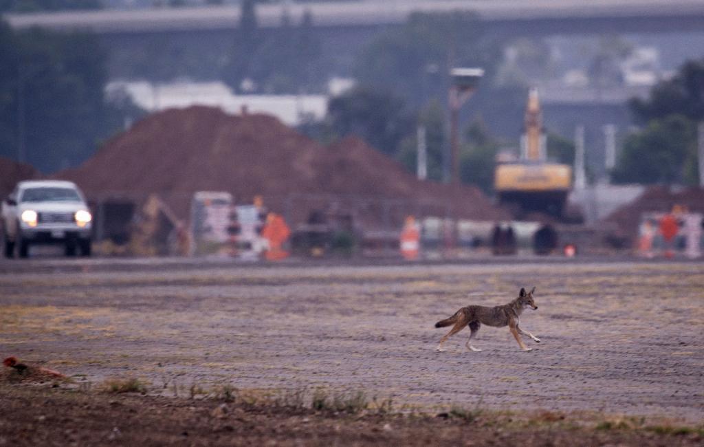 do coyotes eat dog poop