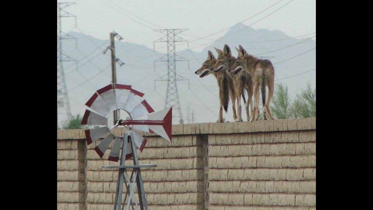 can coyotes jump fences