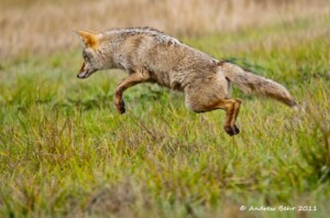 Will Coyotes Jump A Fence To Get A Dog 0