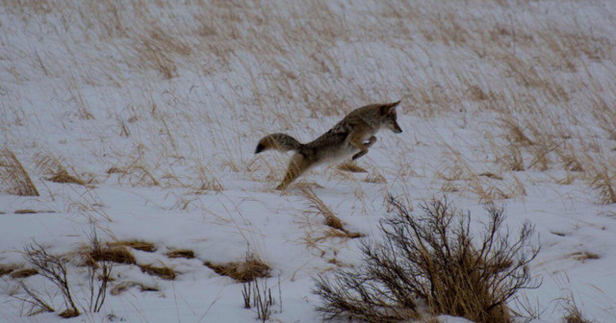 how high can coyotes jump