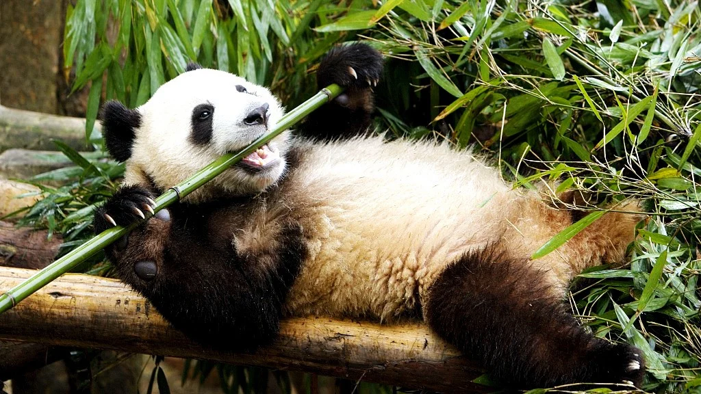 What Animals Eat Bamboo? .E.