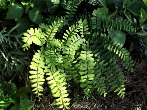 adiantum laevigatum 1 1