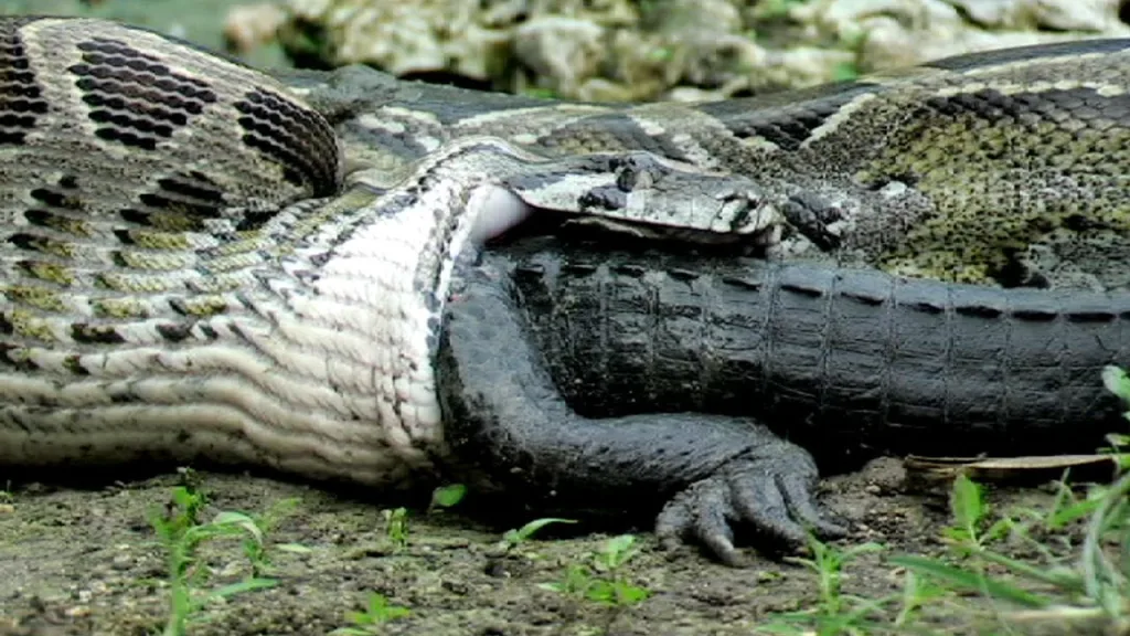 When Anacondas Prey on Humans