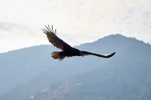 andean condor 1672209809