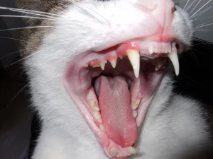animals with fangs 1 1