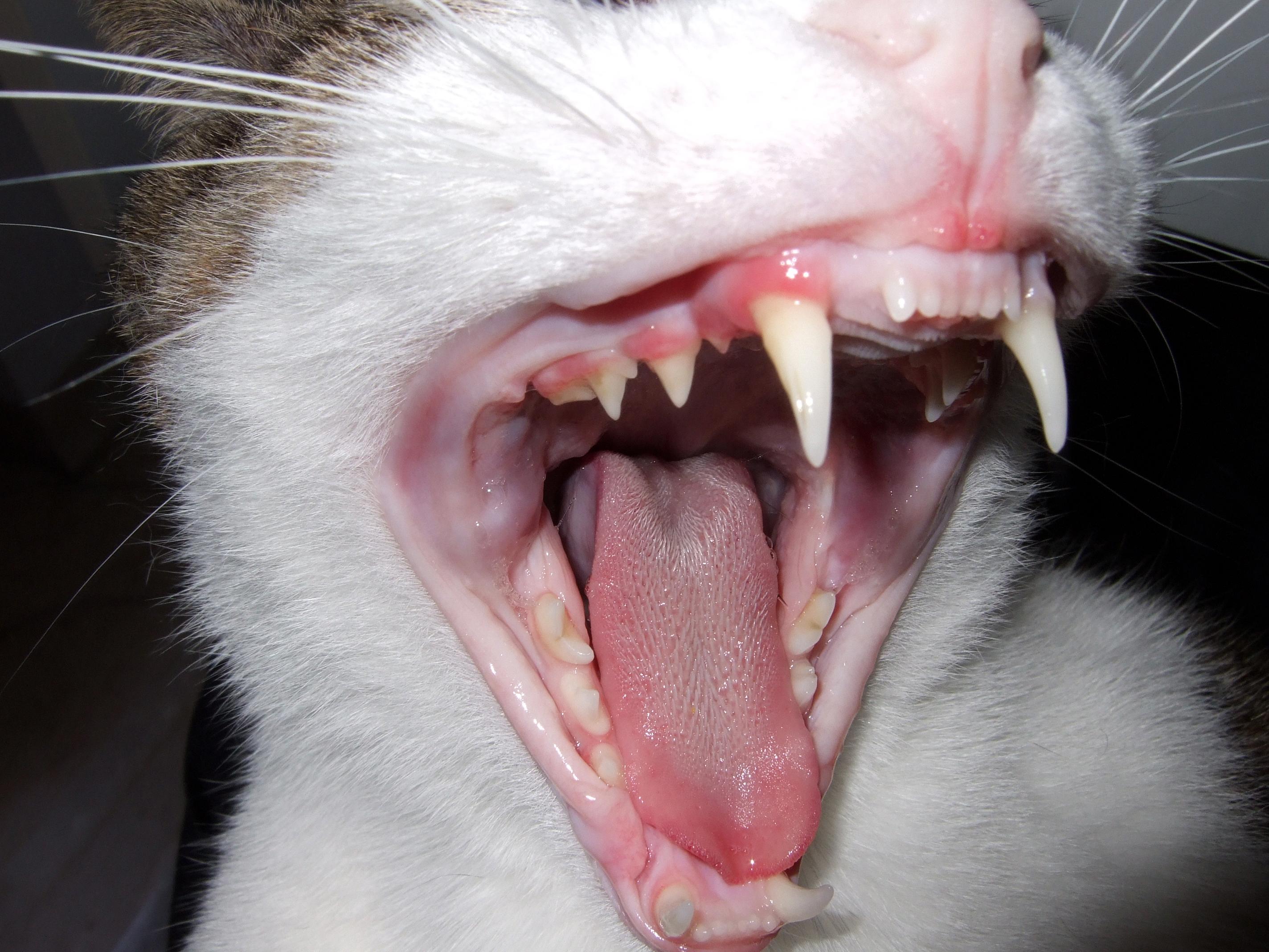 animals with fangs