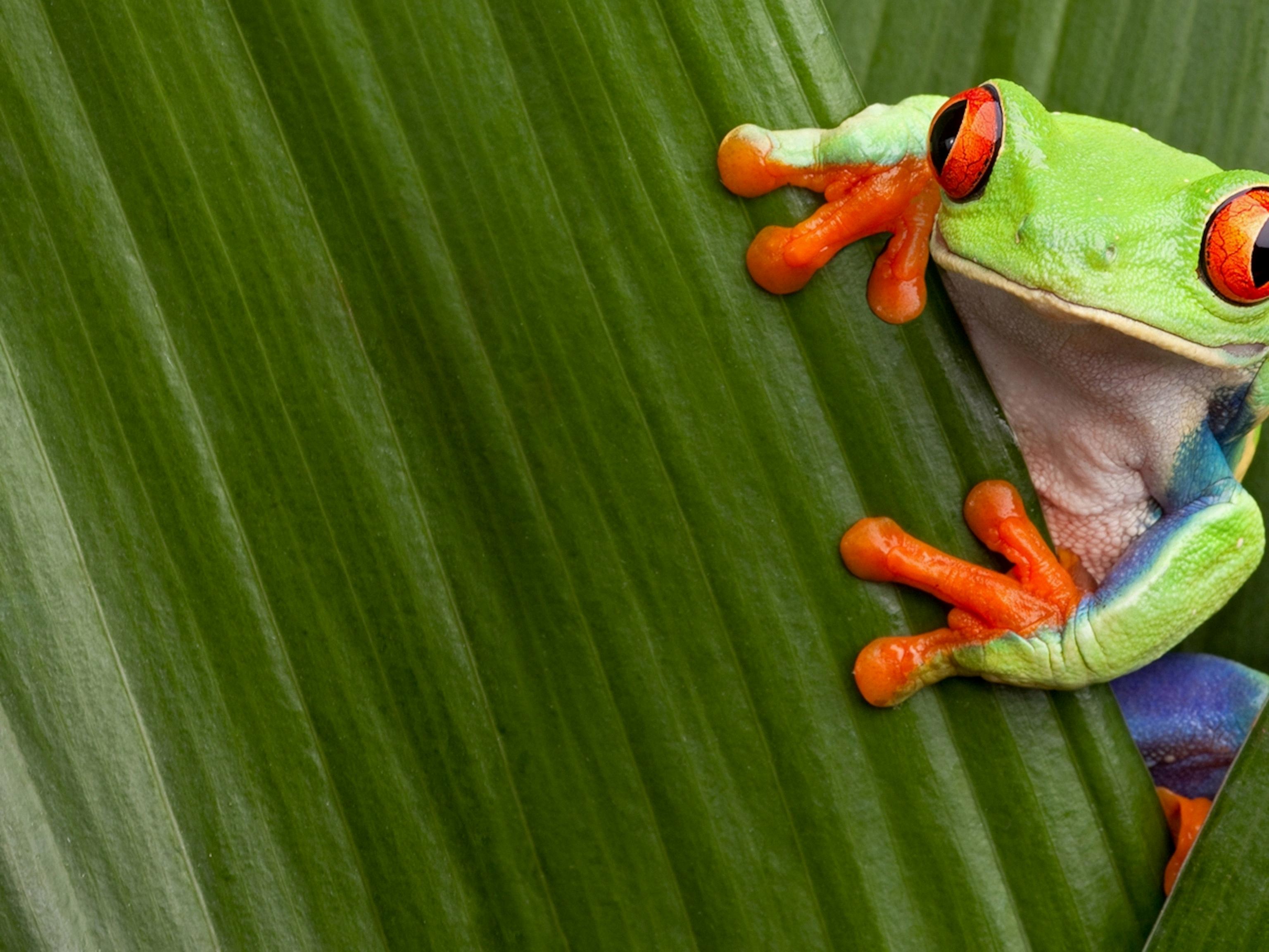 animals with red eyes