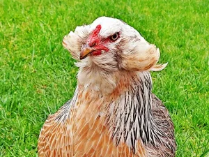 araucana hen or rooster 1 1