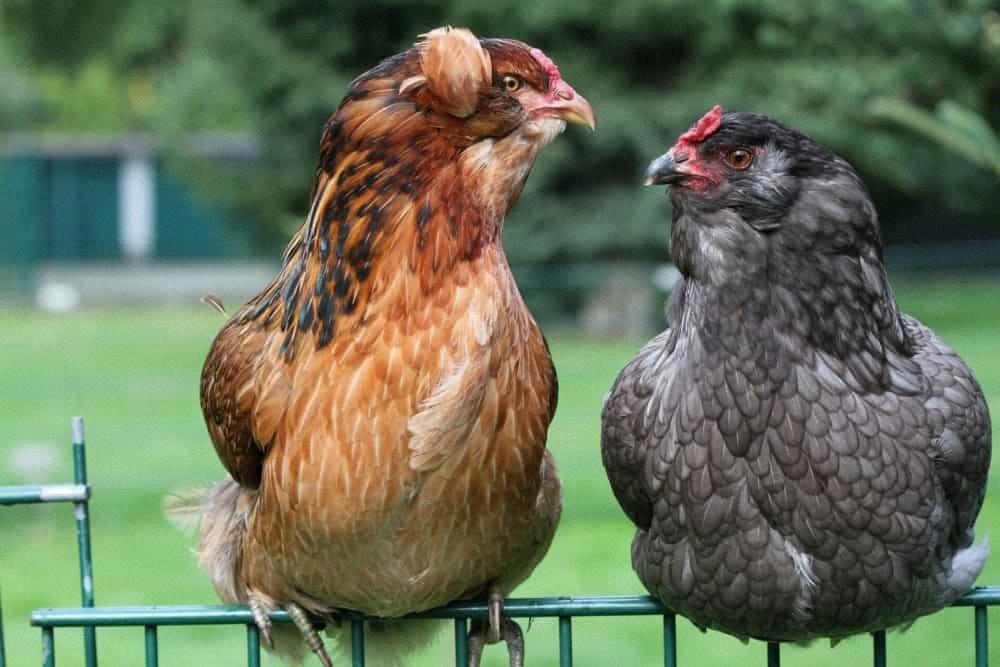 araucana hen or rooster