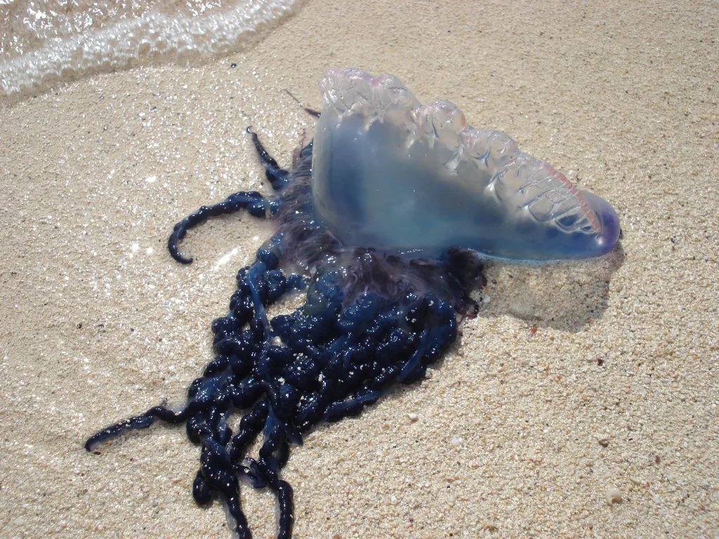 Portuguese Man O War 1674914804