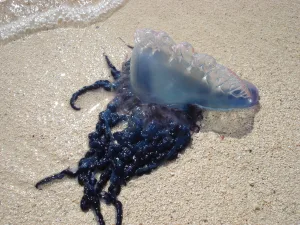 Portuguese Man O War 1674914804