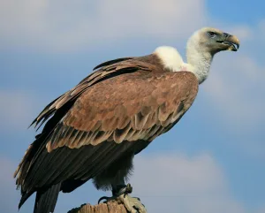 Vultures 1674809606