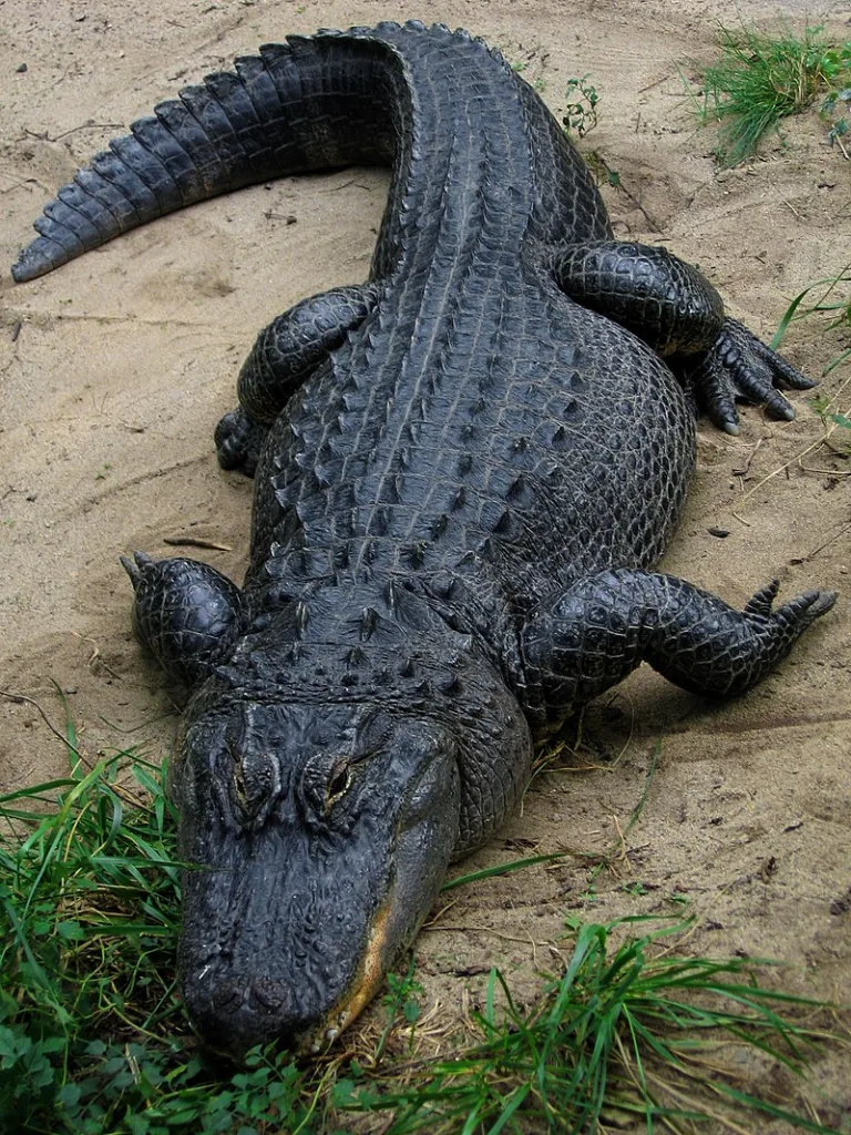 alligator 1673328668