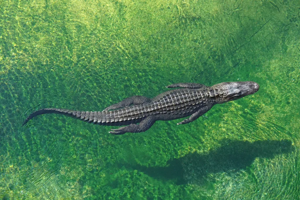 alligator 1673328700