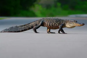 are alligators aggressive 1 1