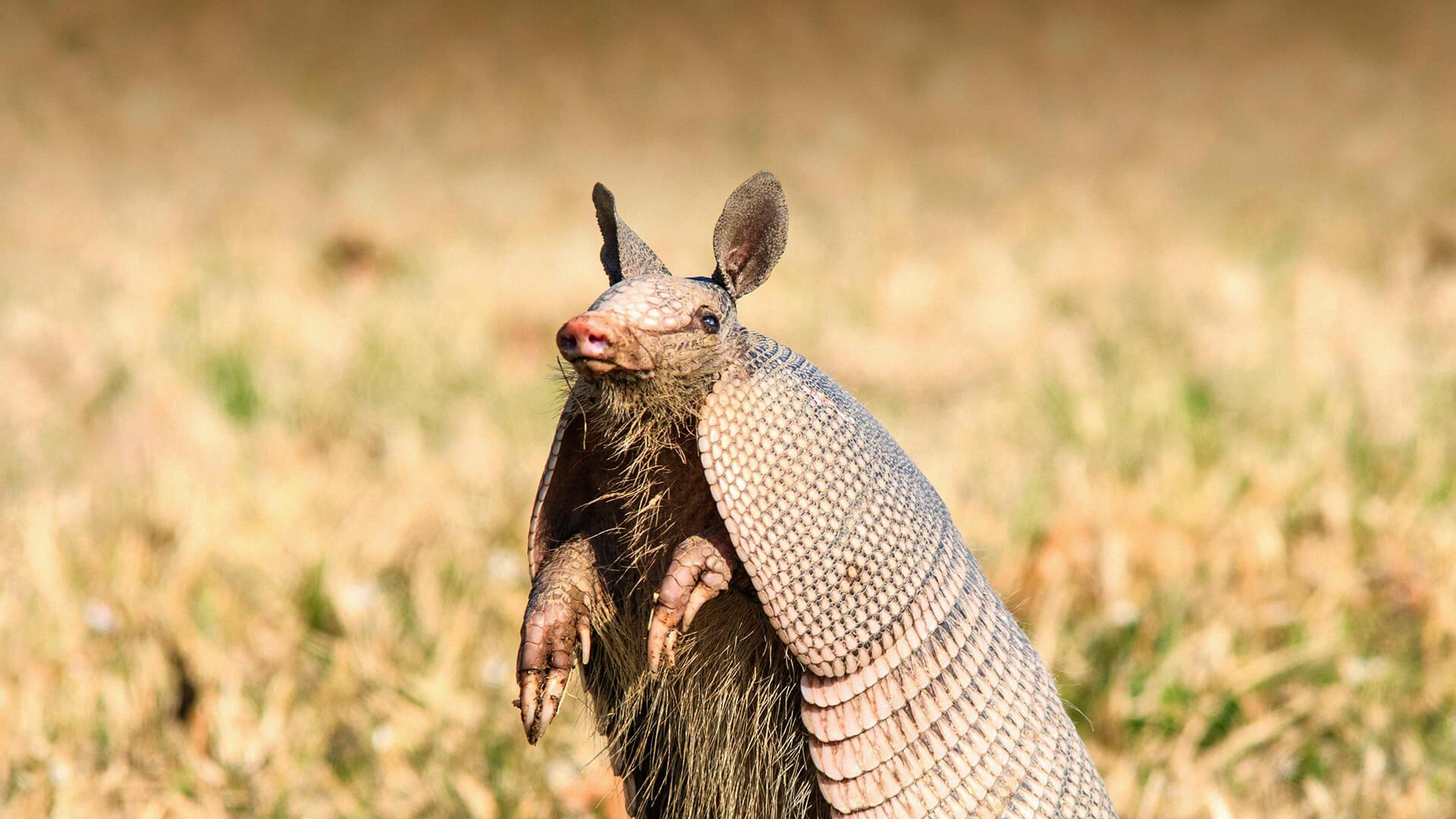 Are Armadillos Bulletproof? The Truth Behind Their Armor Plate