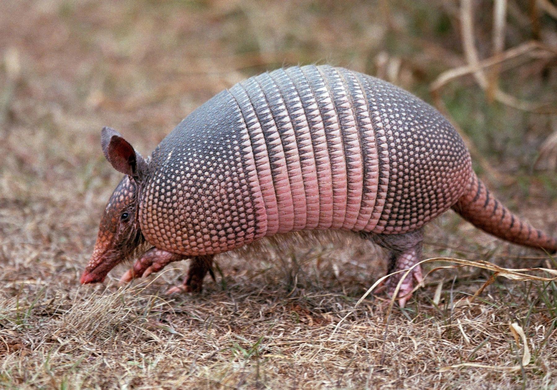 are armadillos bulletproof