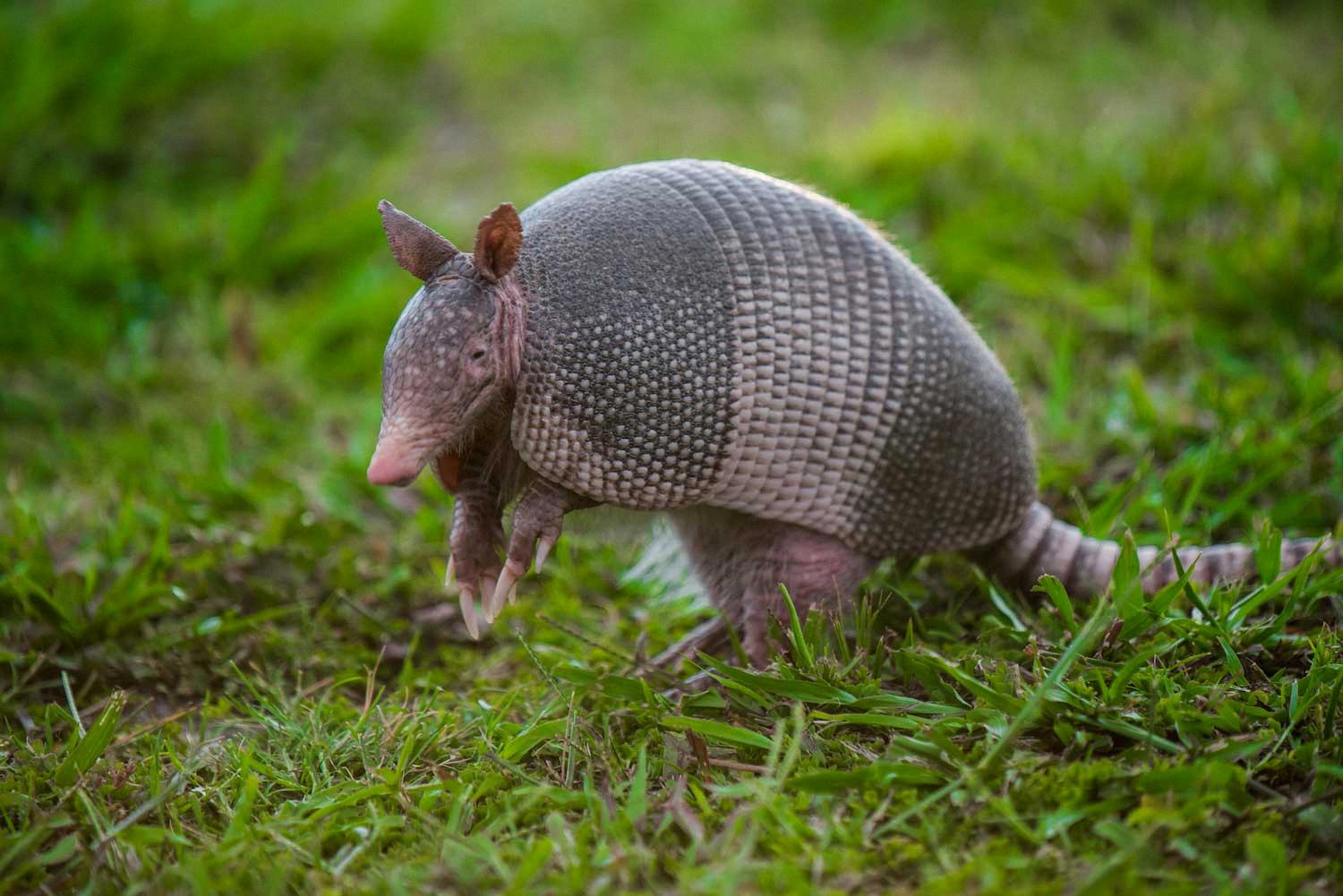 are armadillos bulletproof