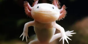 are axolotls freshwater 1 1