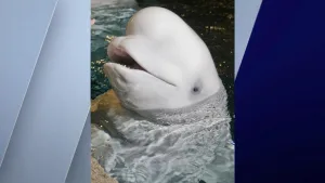 are beluga whales friendly 1 1