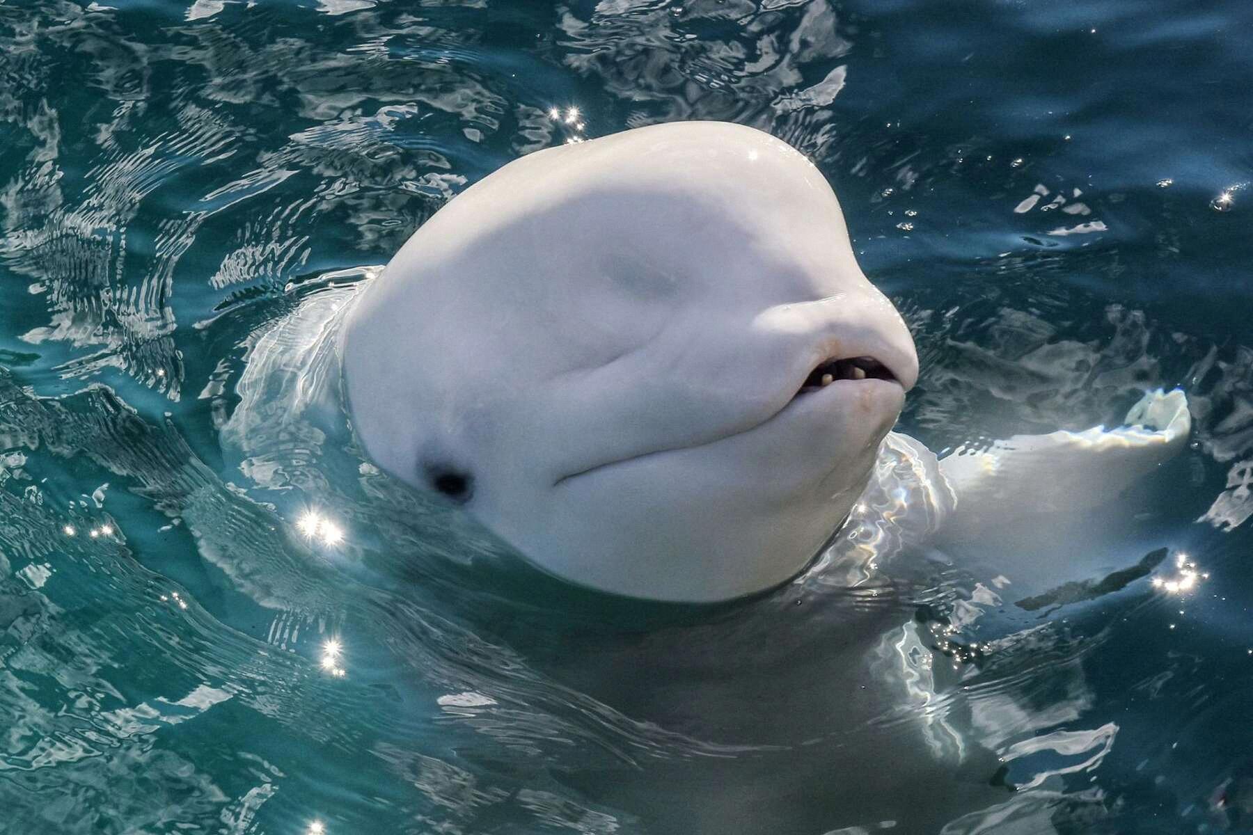 are beluga whales friendly