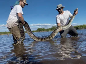 are burmese pythons poisonous 1 1