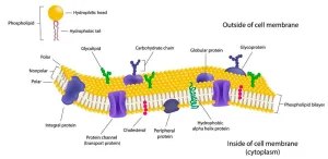 are carbohydrates hydrophobic 1 1