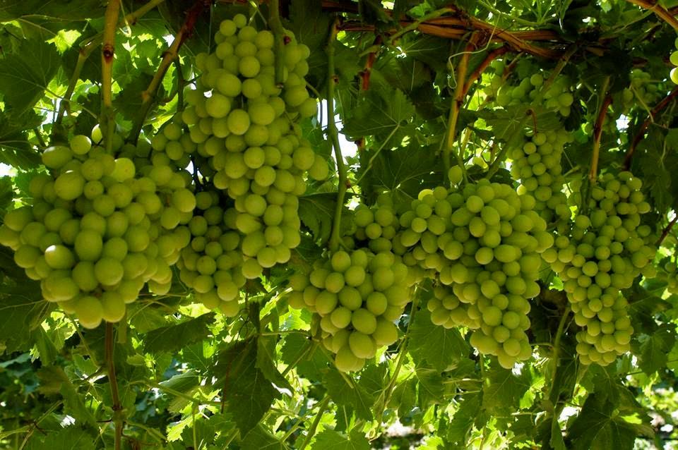 are cotton candy grapes healthy