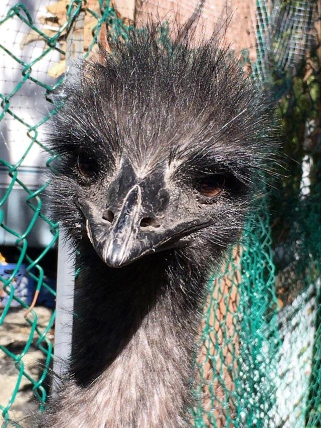 are emus dangerous