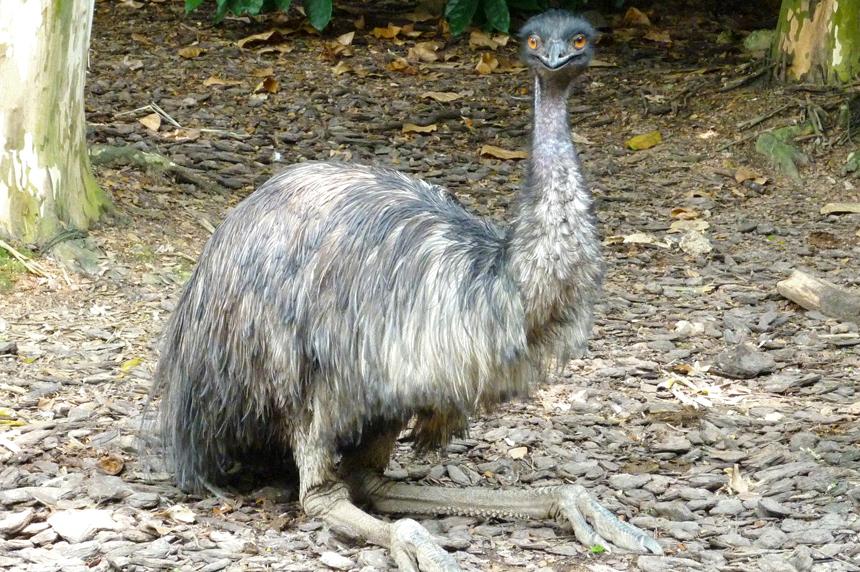 are emus dangerous