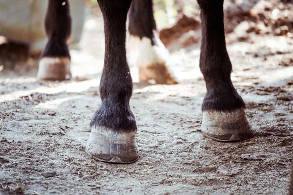 are horse hooves like nails