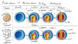 are humans deuterostomes 1 1