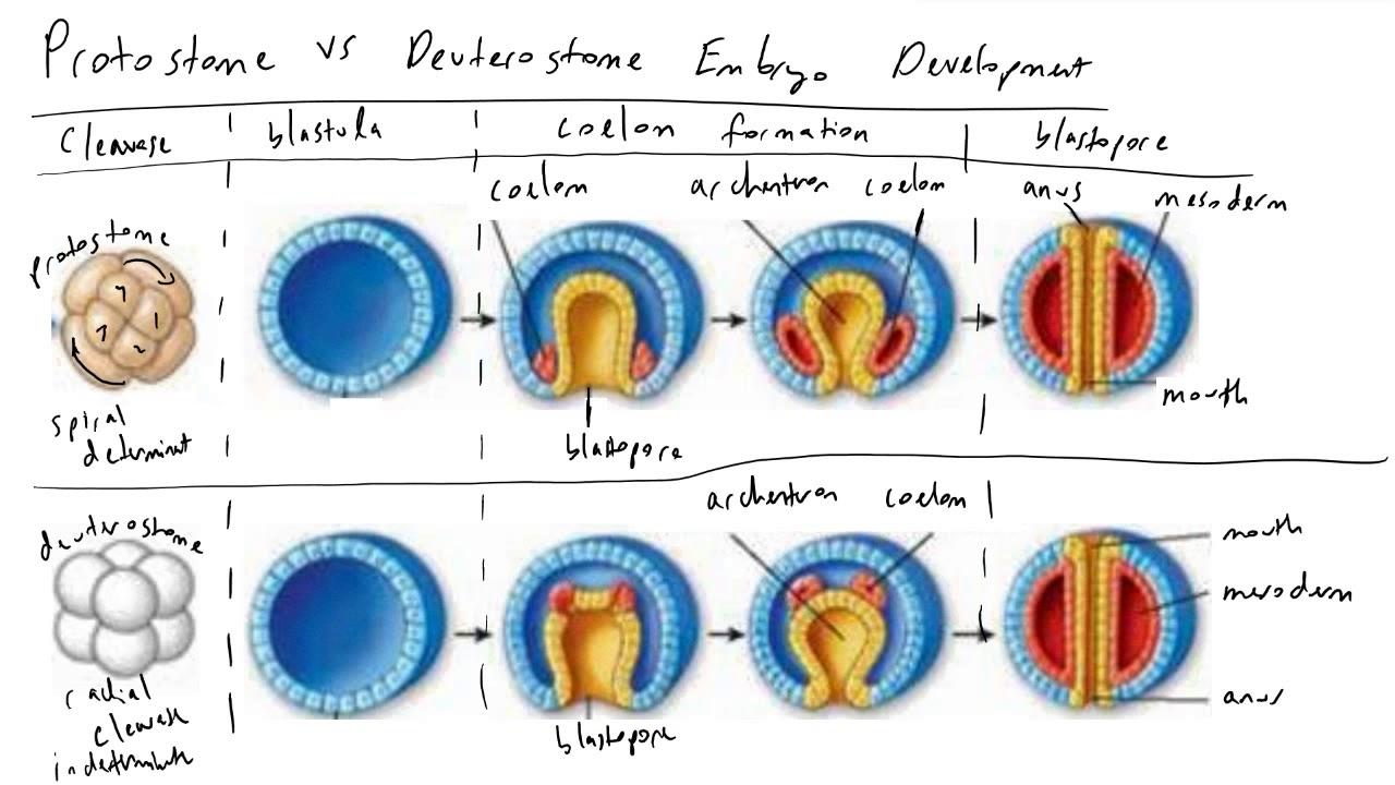 are humans deuterostomes