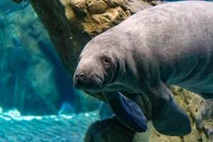 are manatees dangerous 1 1