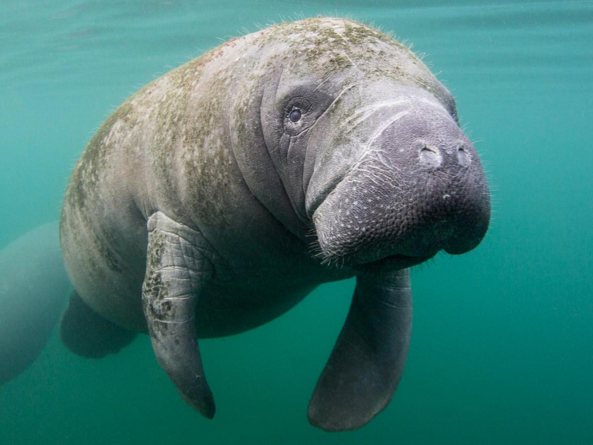 are manatees dangerous