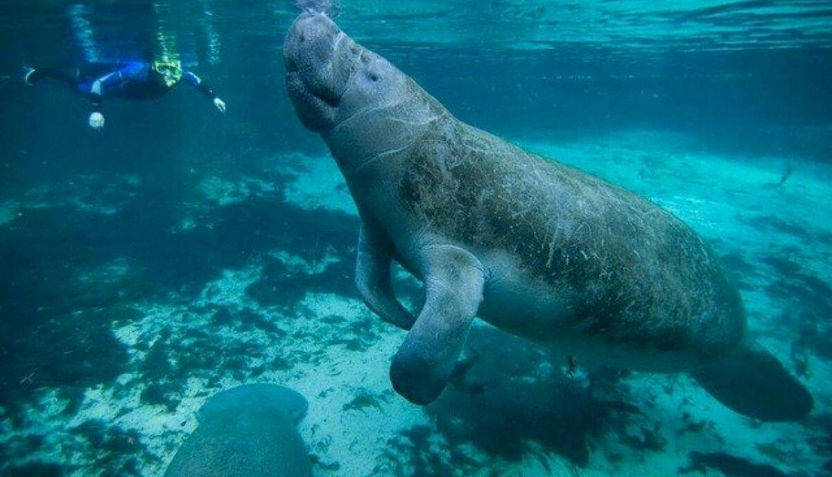 are manatees dangerous