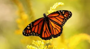 are monarch butterflies poisonous 1 1