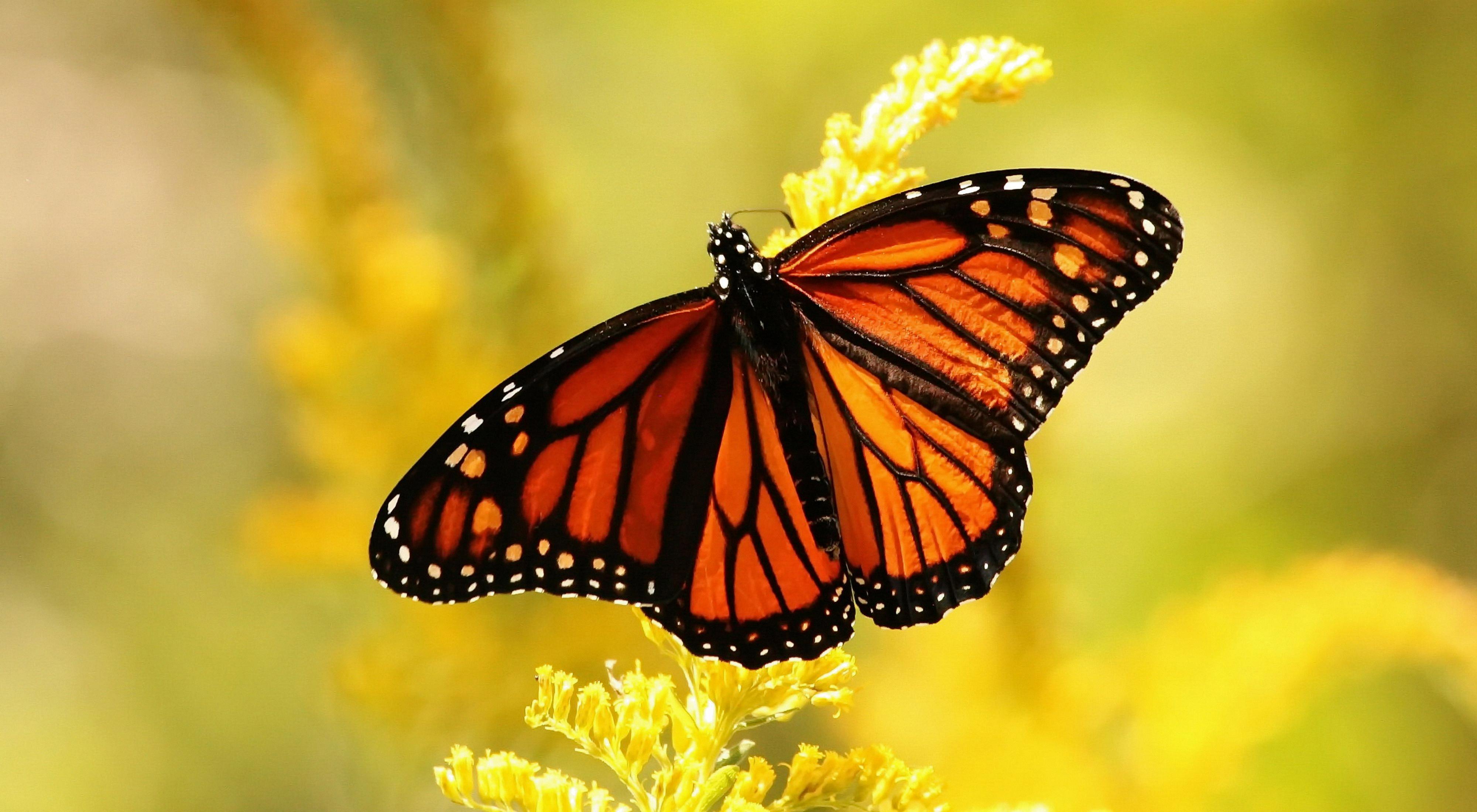 The Two Sides of Monarch Butterflies' Nobility