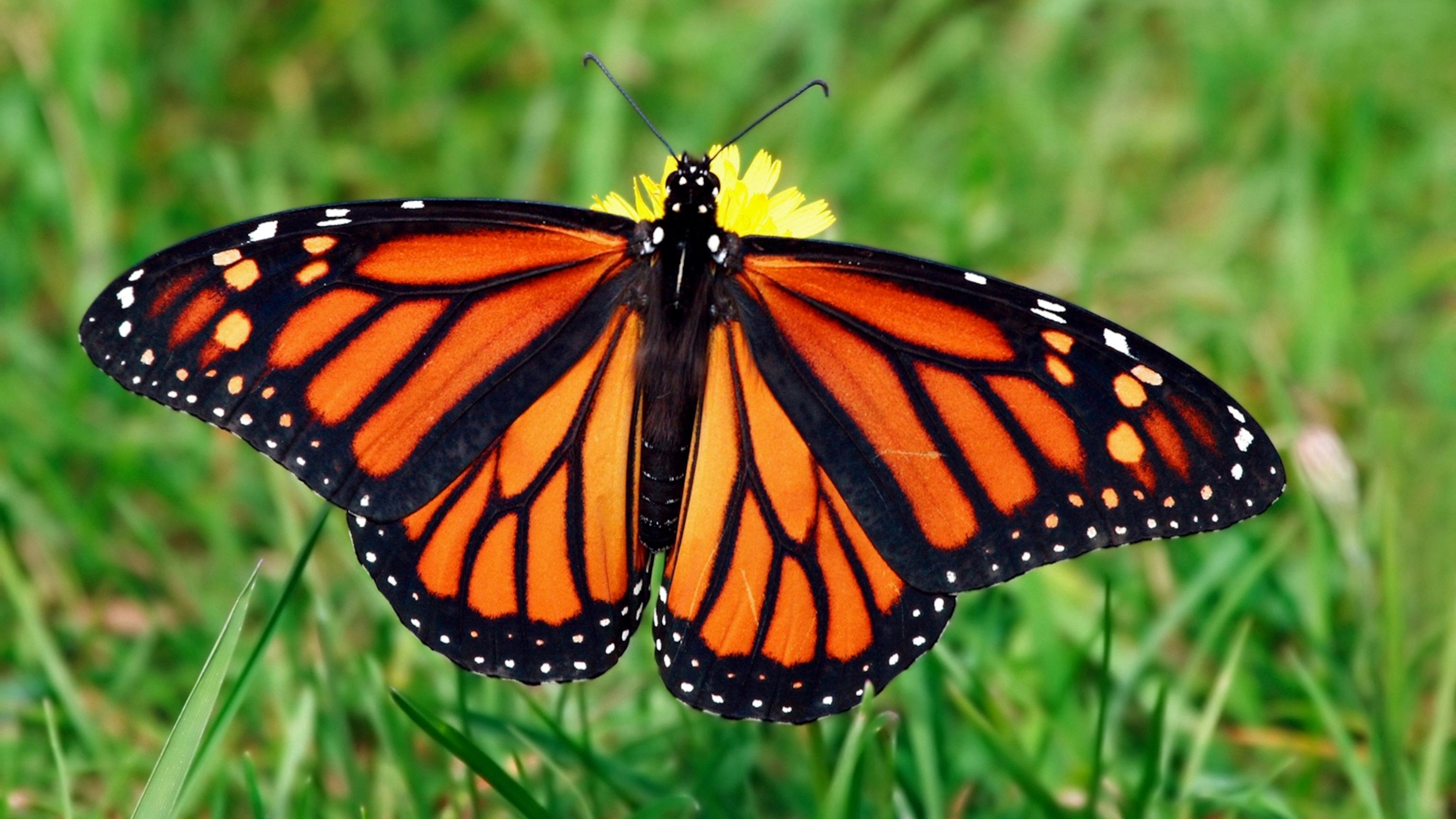 are monarch butterflies poisonous