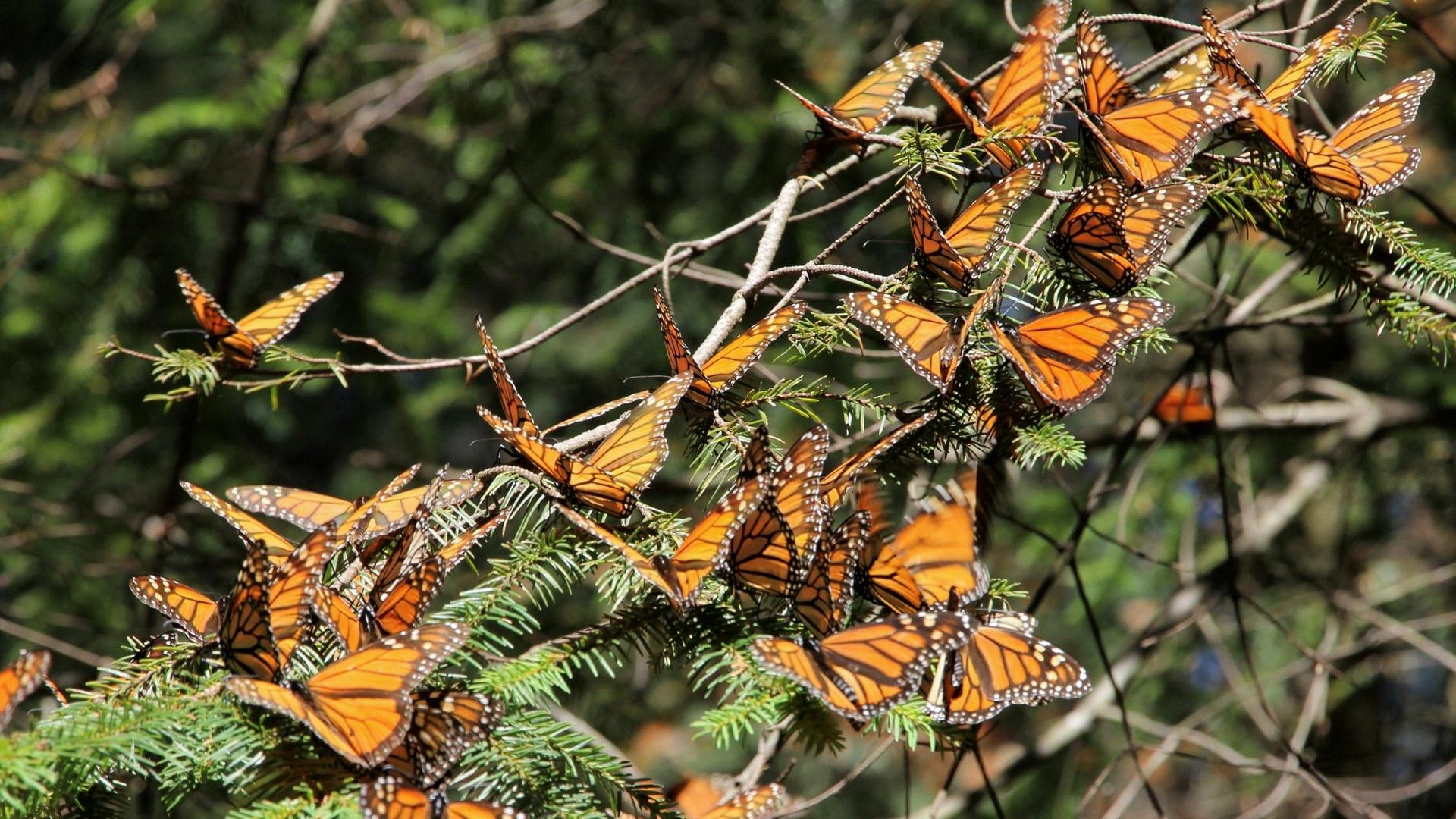 are monarch butterflies poisonous