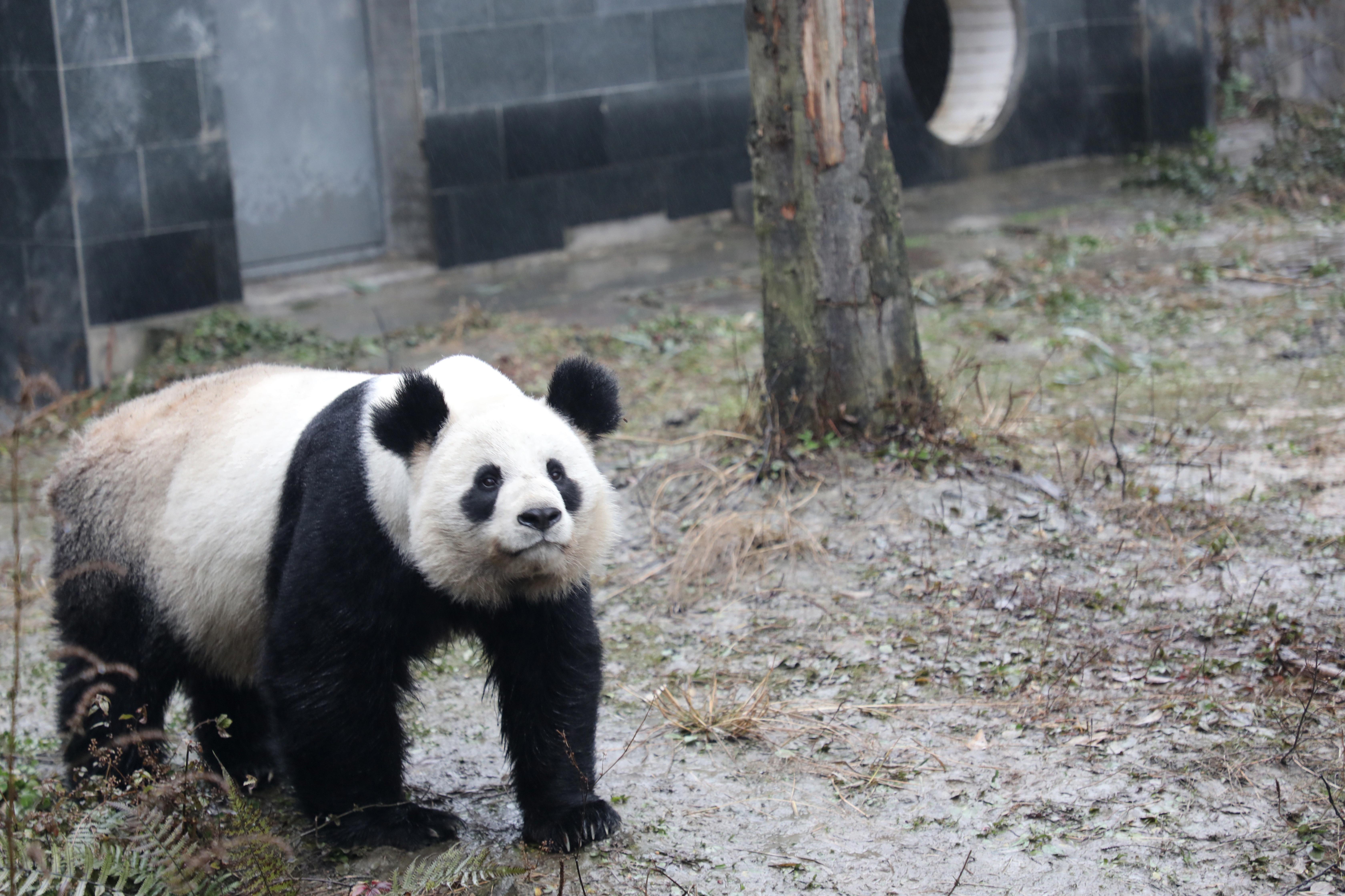 are panda bears aggressive