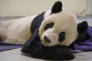 are pandas dangerous 1 1
