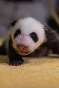 are pandas marsupials 1 1