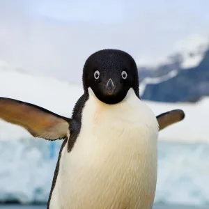 are penguins mammals 1 1