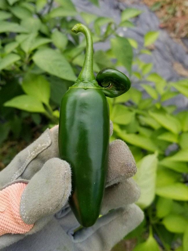 are poblano peppers spicy